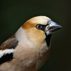 Appelvink  