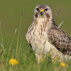 buizerd