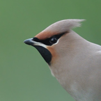 pestvogel