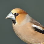 appelvink 1