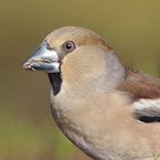 appelvink 2