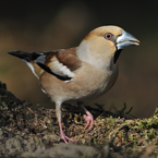 appelvink 3 