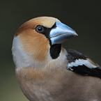 appelvink 4