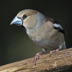 appelvink 5