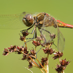 steenrode heidelibel1