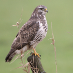 buizerd1