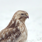 buizerd2