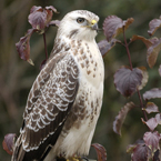 buizerd3