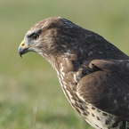 buizerd4