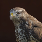 buizerd5