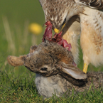 buizerd7