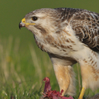 buizerd8