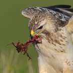 buizerd10