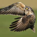 buizerd11