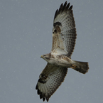 buizerd20