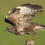 buizerd 12