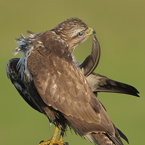 buizerd 13