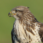 buizerd 15