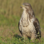 buizerd 16