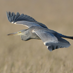 blauwe reiger 6