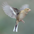 vink 6