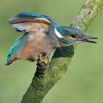 ijsvogel18