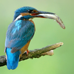 ijsvogel40