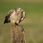 buizerd 18