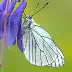 groot geaderd witje 1