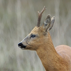 ree 32