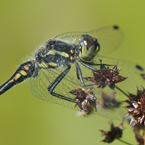 zwarte heidelibel1