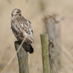 buizerd 19