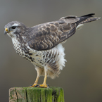 buizerd 14