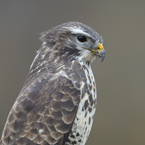 buizerd 17