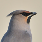 pestvogel 10