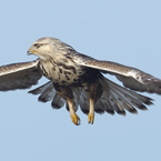 ruigpootbuizerd1