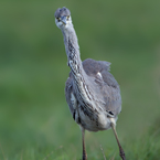 blauwe reiger7