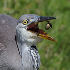 blauwe reiger8