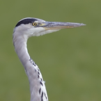 blauwe reiger1