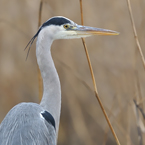 blauwe reiger2