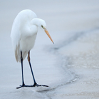 zilverreiger1