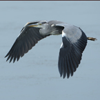 blauwe reiger4