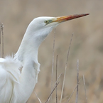 zilverreiger2