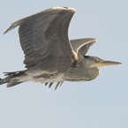 blauwe reiger5