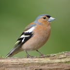 vink7