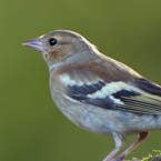 vink8