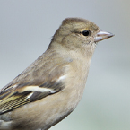 vink1