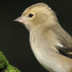 vink2