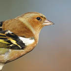 vink3