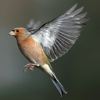 vink4